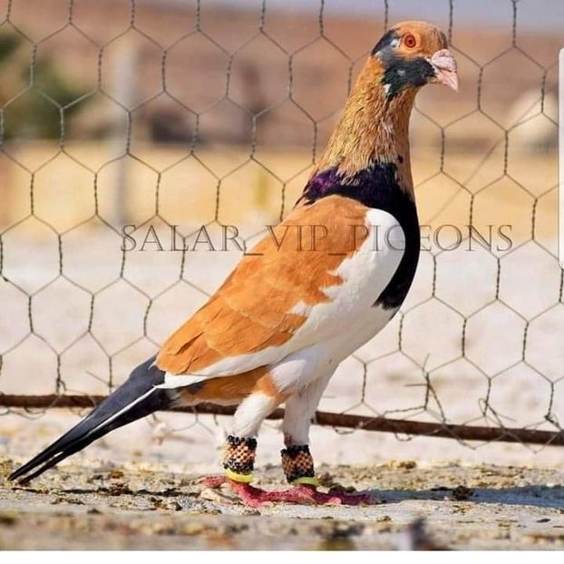  - NU AMI APARTIN 2020