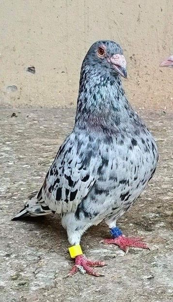  - NU AMI APARTIN 2020