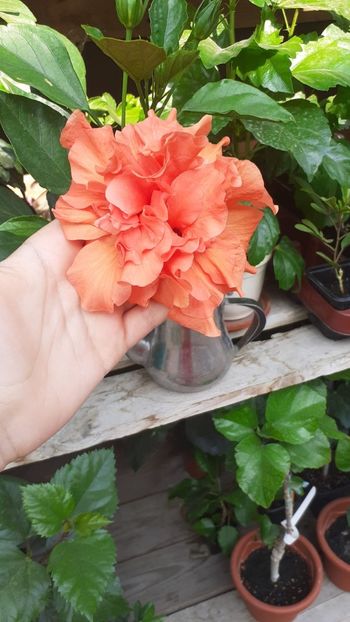 IMG-20200918-WA0005 - hibi panorama