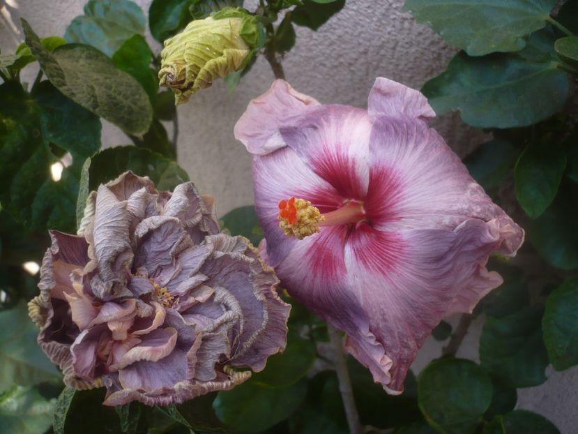 18.09.2020 - HIBISCUSI 2020-4