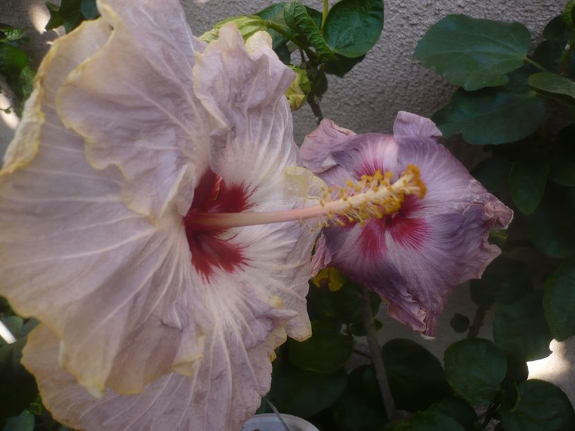 P1460554 - HIBISCUSI 2020-4