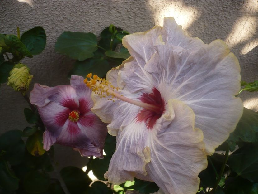 P1460555 - HIBISCUSI 2020-4