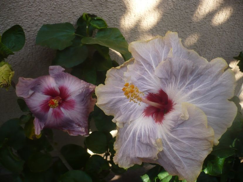 P1460556 - HIBISCUSI 2020-4