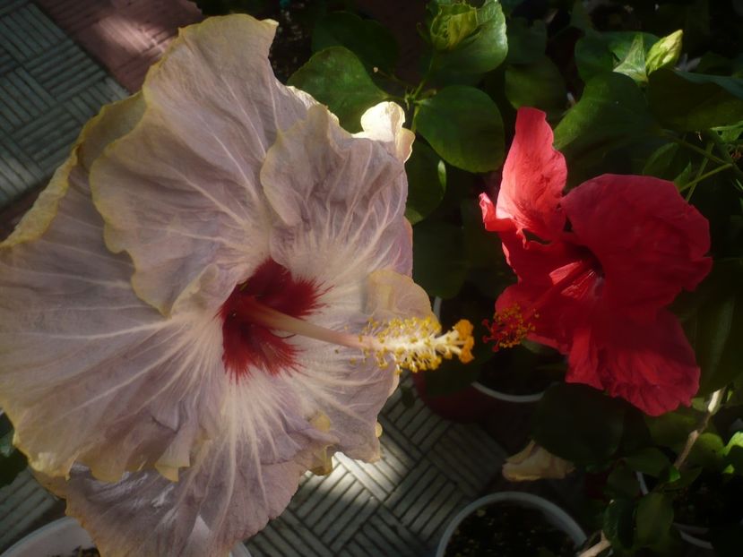 P1460557 - HIBISCUSI 2020-4