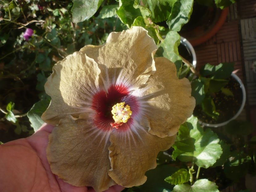 P1460560 - HIBISCUSI 2020-4