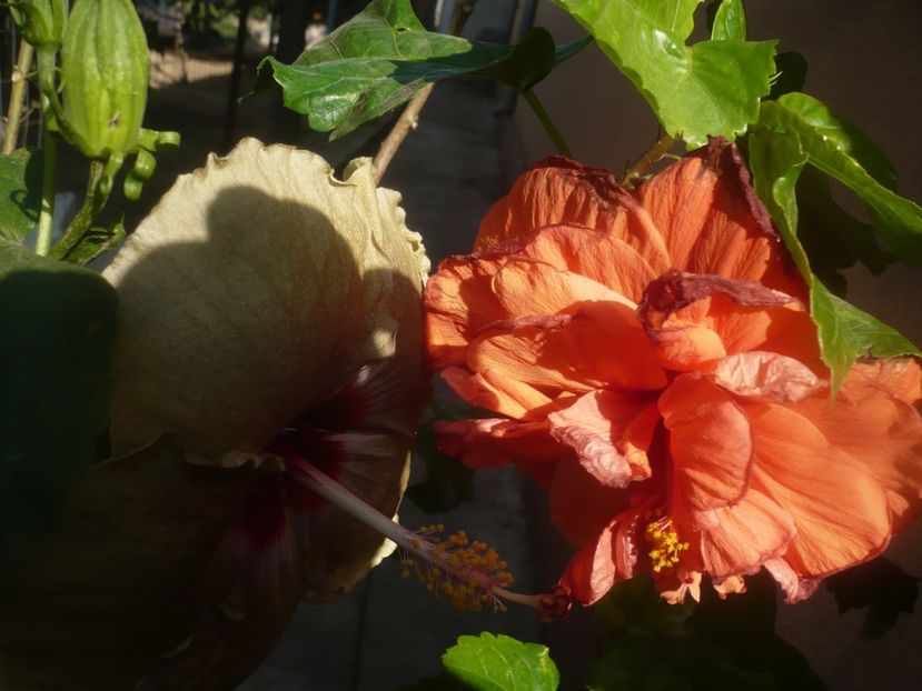 P1460561 - HIBISCUSI 2020-4