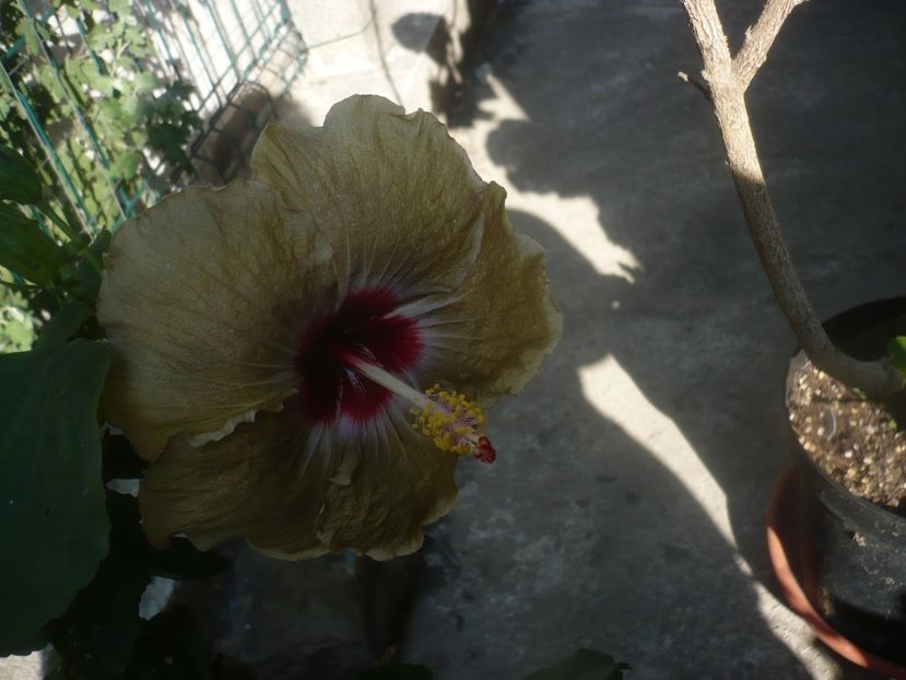 P1460562 - HIBISCUSI 2020-4