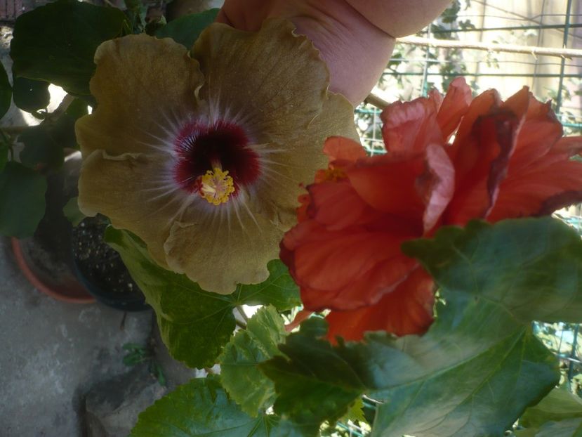 P1460564 - HIBISCUSI 2020-4