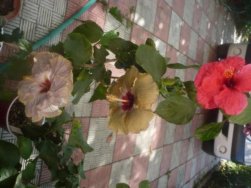 P1460567 - HIBISCUSI 2020-4