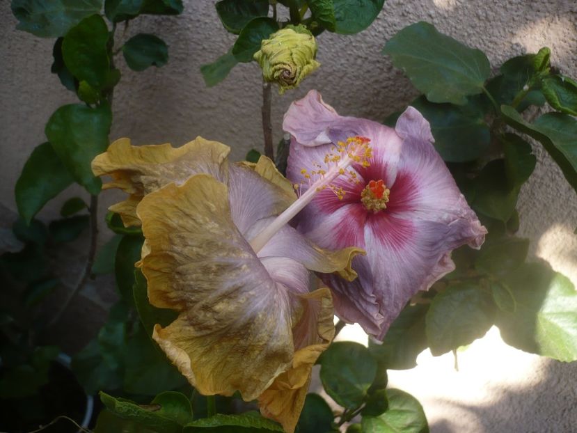 P1460568 - HIBISCUSI 2020-4