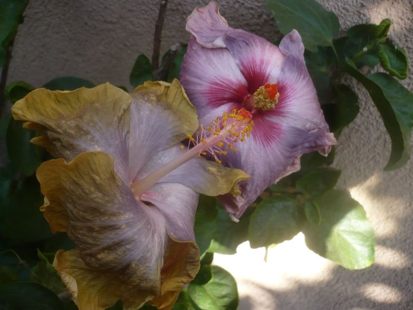 P1460569 - HIBISCUSI 2020-4