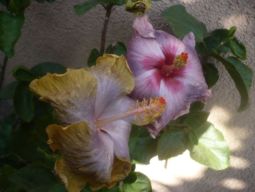 P1460570 - HIBISCUSI 2020-4