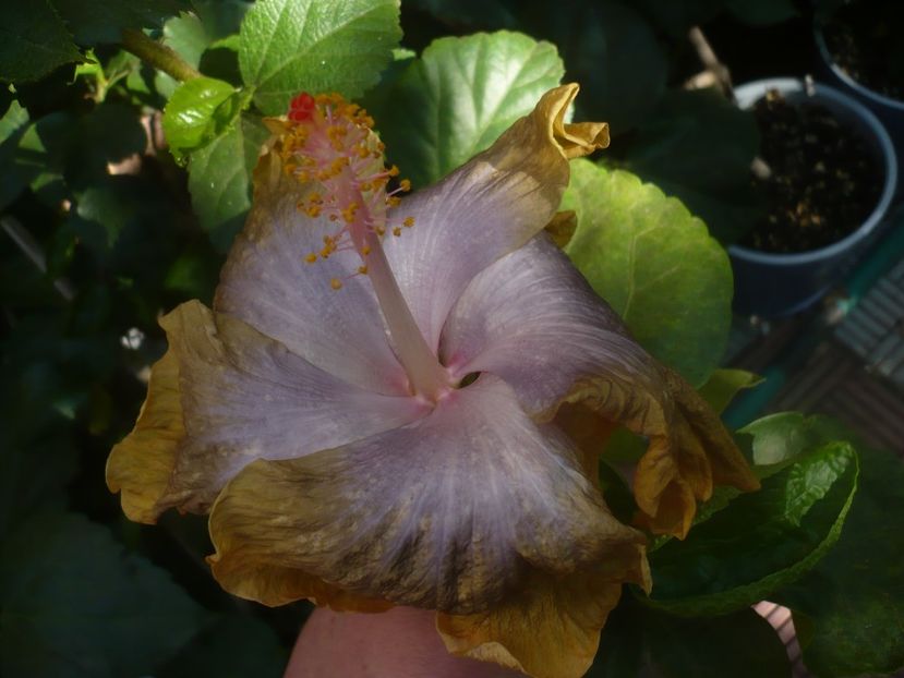 P1460571 - HIBISCUSI 2020-4