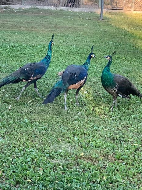 IMG-20200917-WA0070 - Pauni