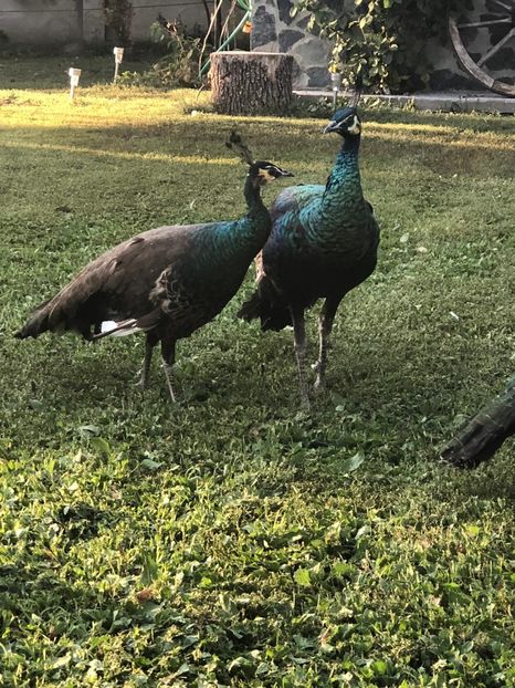 IMG-20200917-WA0061 - Pauni