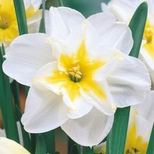 Lemon Beauty 5 - 2020 xxx NARCISE Colectia