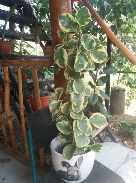  - peperomia variegat