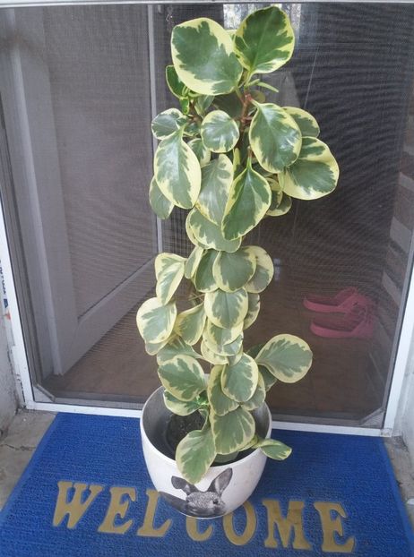  - peperomia variegat