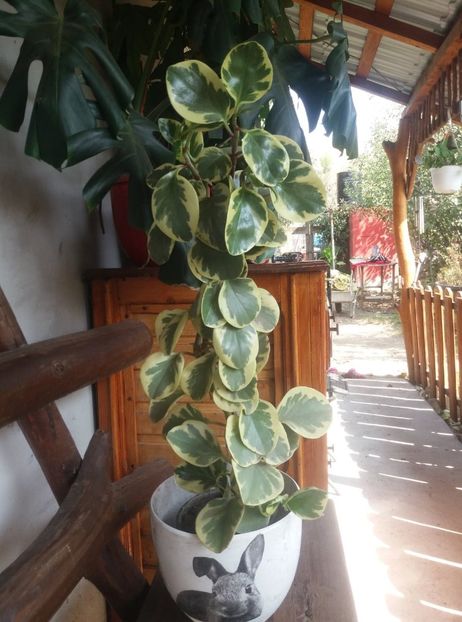 - peperomia variegat