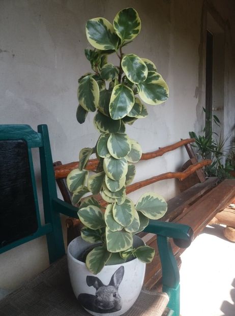  - peperomia variegat