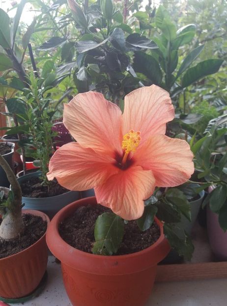  - hibiscusii mei