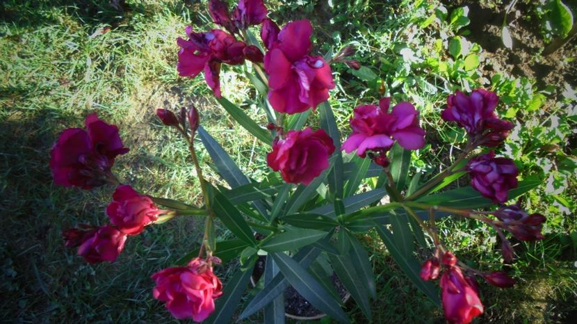 Nr. 18 - Culori 2020