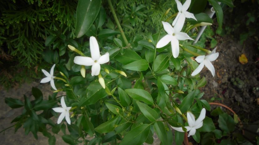 "Azoricum" - Culori 2020