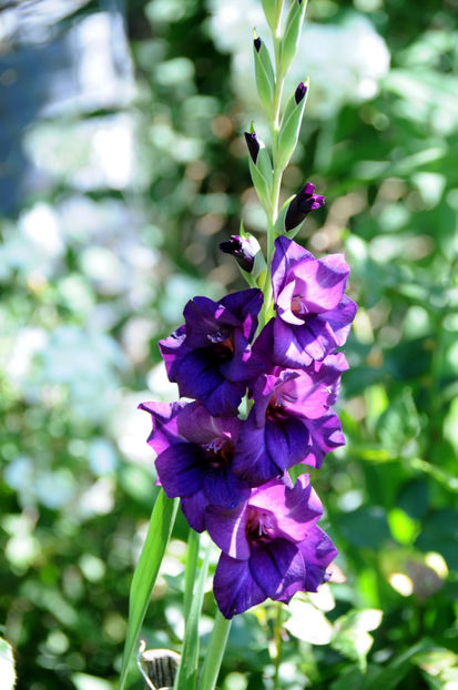  - 04 Gradina de flori 2020