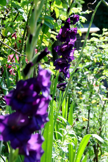  - 04 Gradina de flori 2020