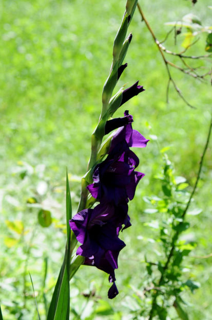  - 04 Gradina de flori 2020