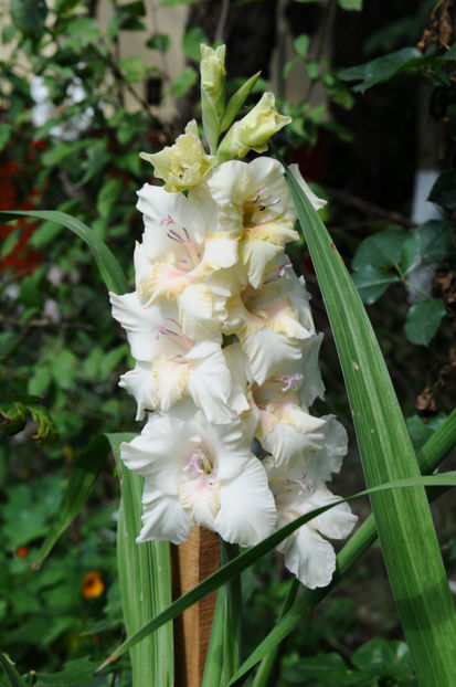  - 04 Gradina de flori 2020