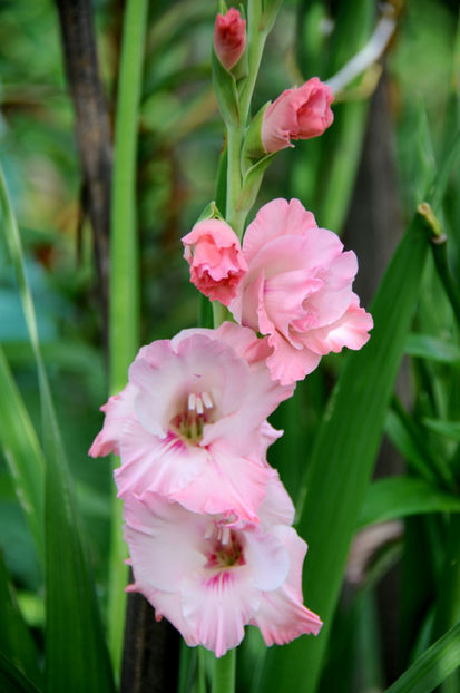  - 04 Gradina de flori 2020