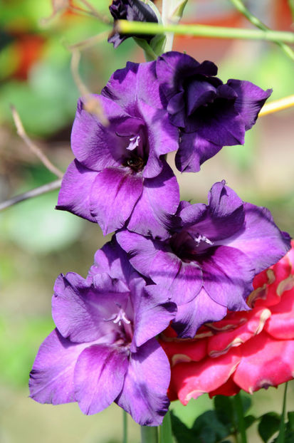  - 04 Gradina de flori 2020