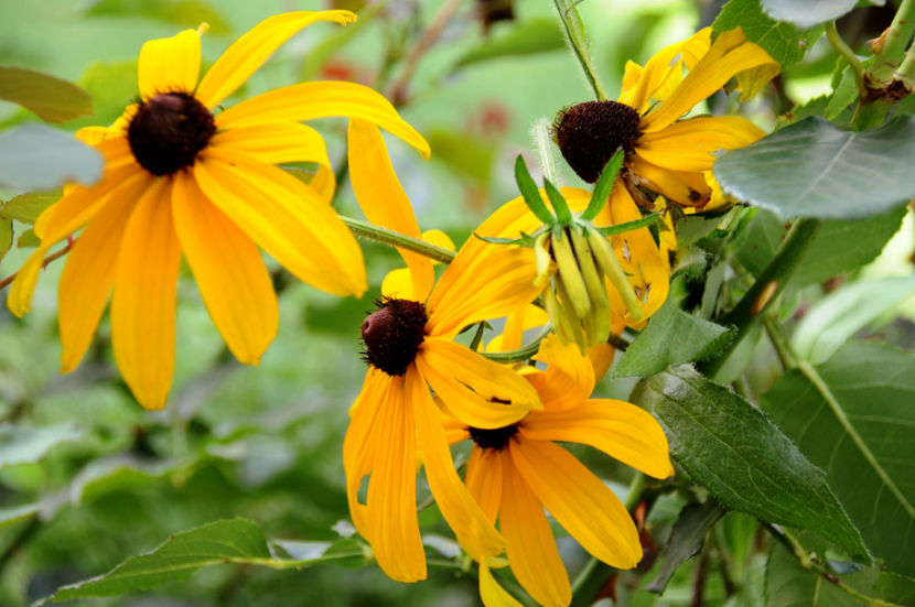  - 04 Gradina de flori 2019