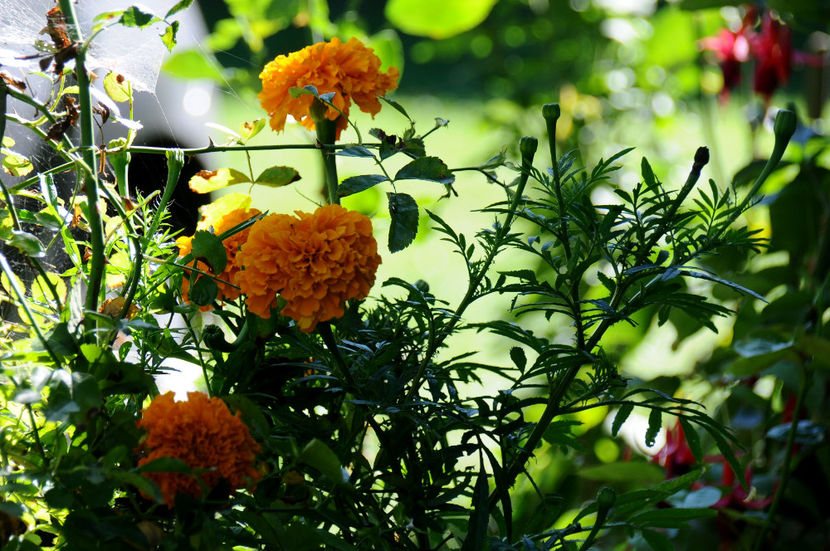  - 04 Gradina de flori 2020