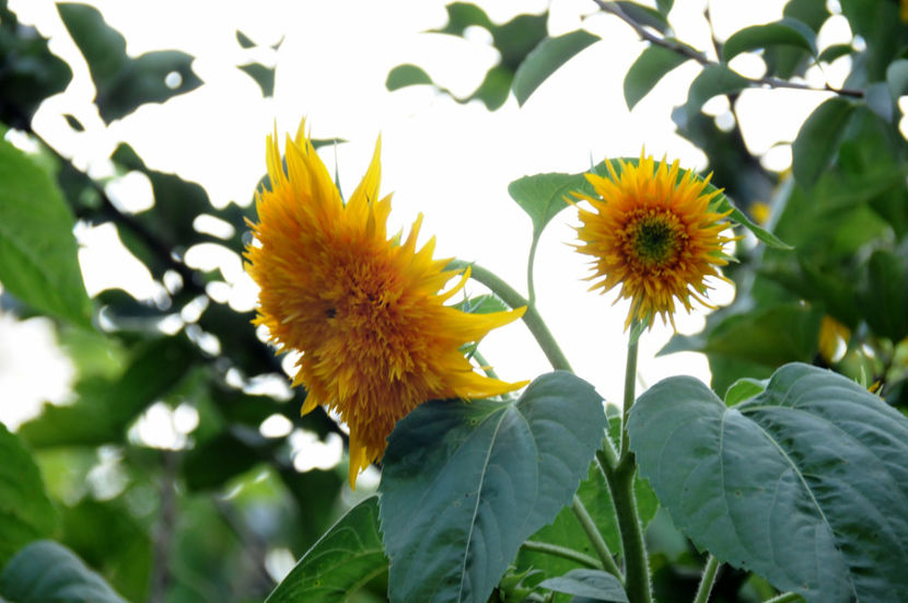  - 04 Gradina de flori 2020