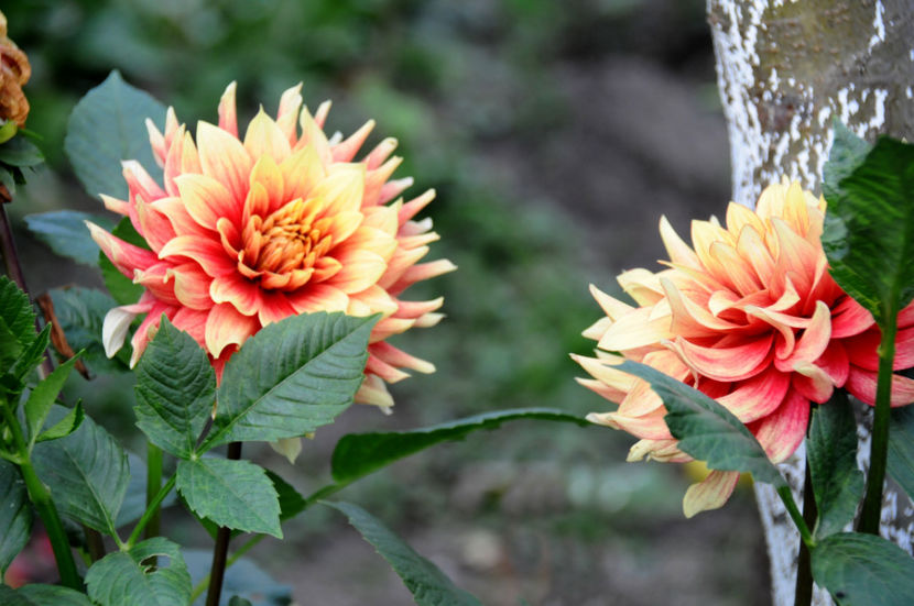  - 04 Gradina de flori 2020