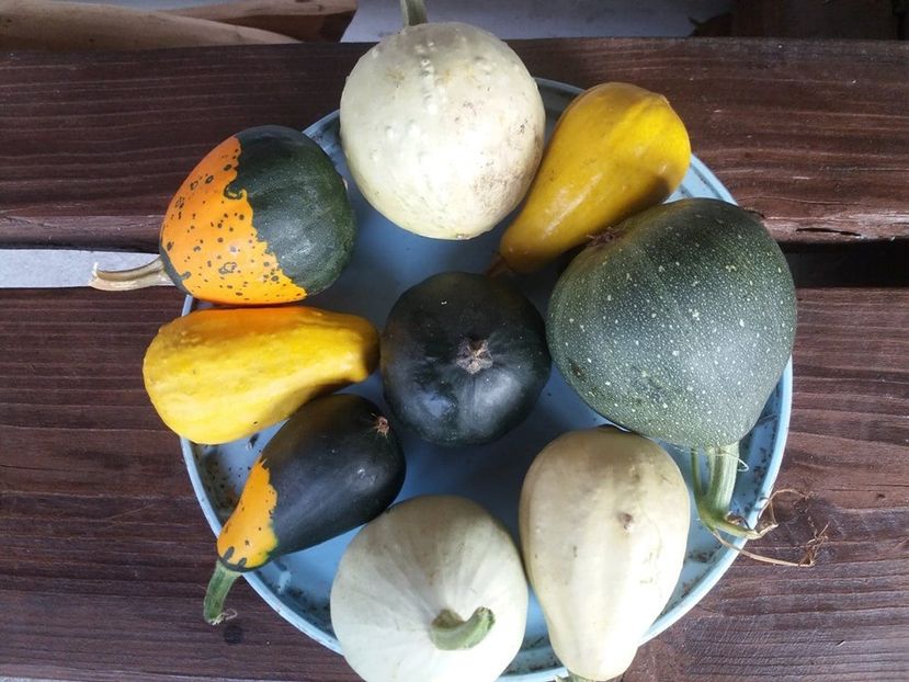 119906191_2838437709590568_4456947152716651219_n (1) - gradina 2020