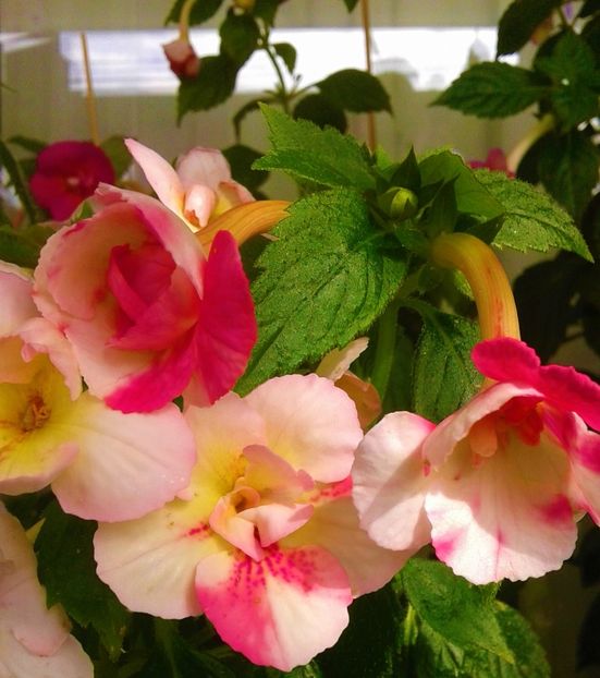  - 0000 ACHIMENES