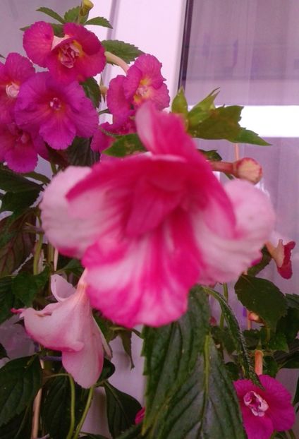  - colectia mea de achimenes 001 2020