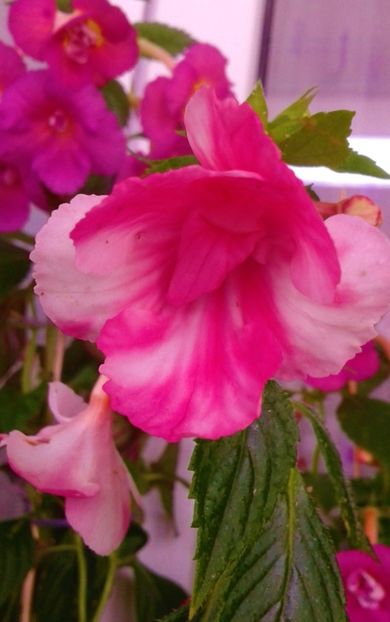  - colectia mea de achimenes 001 2020
