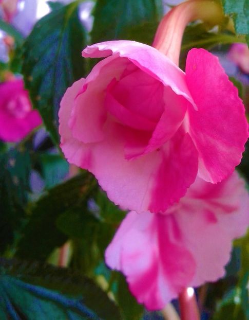  - colectia mea de achimenes 001 2020