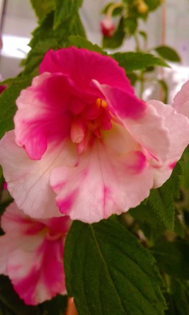 - colectia mea de achimenes 001 2020