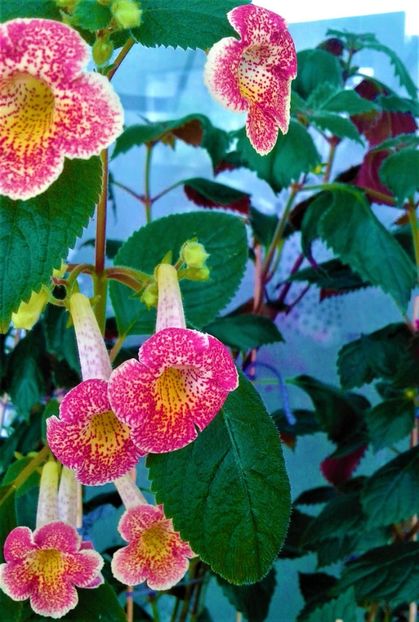  - colectia mea de achimenes 001 2020