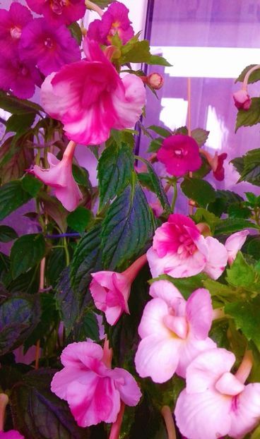  - colectia mea de achimenes 001 2020