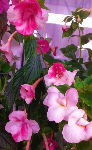  - colectia mea de achimenes 001 2020