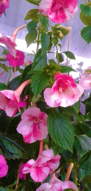  - colectia mea de achimenes 001 2020