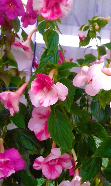  - colectia mea de achimenes 001 2020
