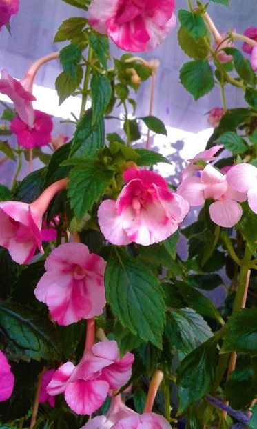  - colectia mea de achimenes 001 2020