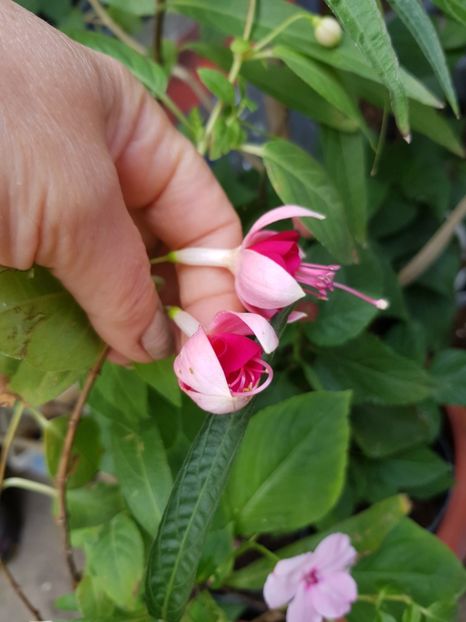  - Fuchsia